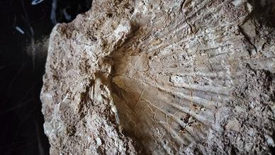 Fossili