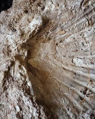 Fossili