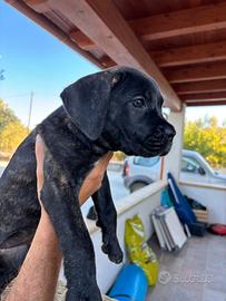 Cane corso