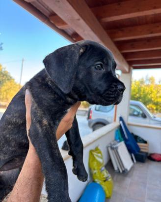 Cane corso