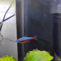 Cardinale e pianta anubias