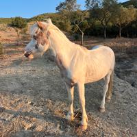 Pony incrocio wesh