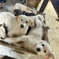 Cuccioli 3mesi mix Maremnani MODENA SOS