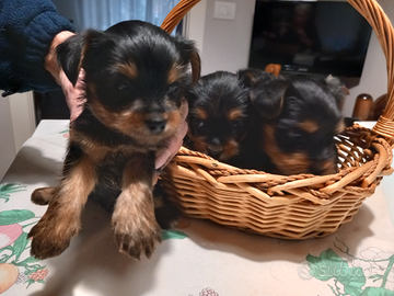 Cuccioli yorkshire