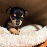 Ultima femmina di chihuahua