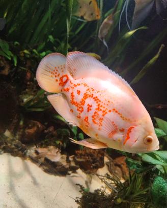 Ciclide astronotus