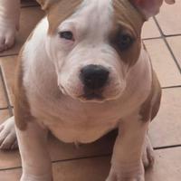 American bully