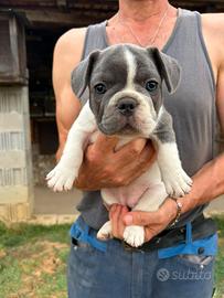 Femminuccia bulldog francese bianco e blu