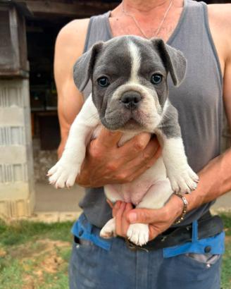Femminuccia bulldog francese bianco e blu