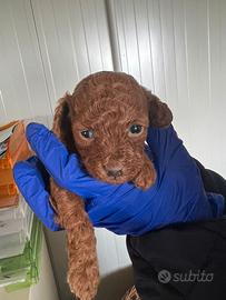 Allevamento autorizzato barboncino toy