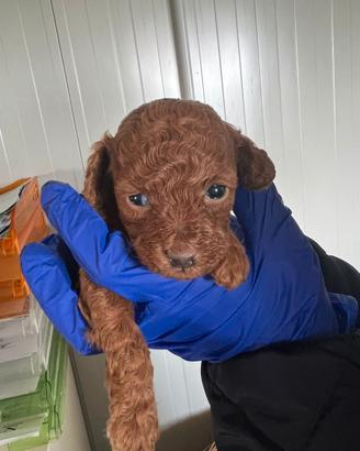 Allevamento autorizzato barboncino toy