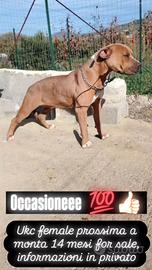Pitbull femmina Ukc pedigree Mckci