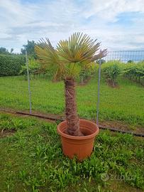 PALMA DA GIARDINO