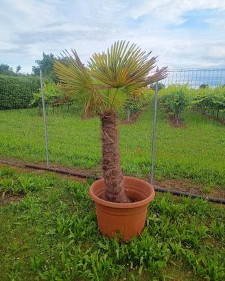 PALMA DA GIARDINO