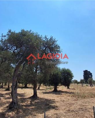 Terreno agricolo in zona via Noicattaro