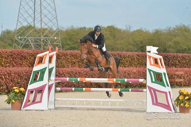 Cavalla Italiana Salto Ostacoli