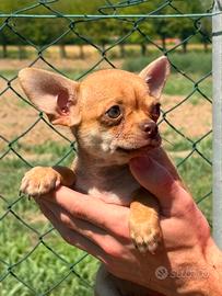 Cucciolo chihuahua