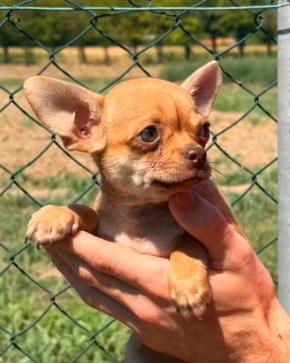 Cucciolo chihuahua
