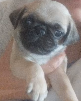 Cucciolo di Carlino