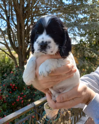 Cocker spaniel inglesi