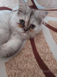 Cucciolo Persiano cincilla 