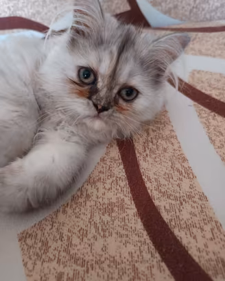 Cucciolo Persiano cincilla 