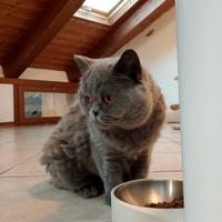 Gatto British Shorthair