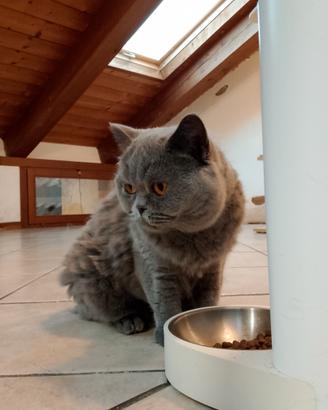 Gatto British Shorthair