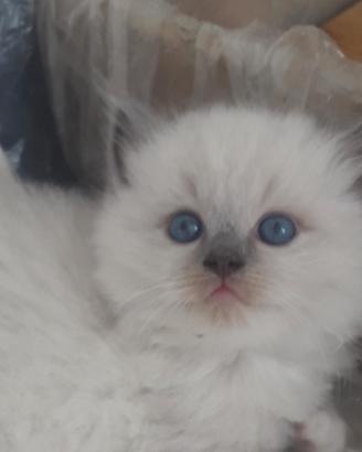 Cucciolata ragdoll varie colorazioni