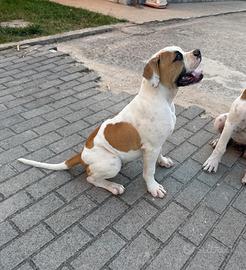 American bulldog cucciola