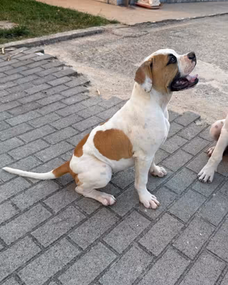 American bulldog cucciola