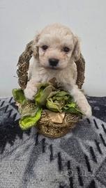 Maltipoo