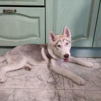 Vedesi cucciolo di Husky siberian