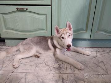 Vedesi cucciolo di Husky siberian