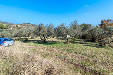 Vendita di un uliveto