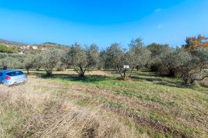 Vendita di un uliveto