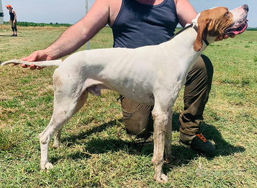 Cane razza Pointer