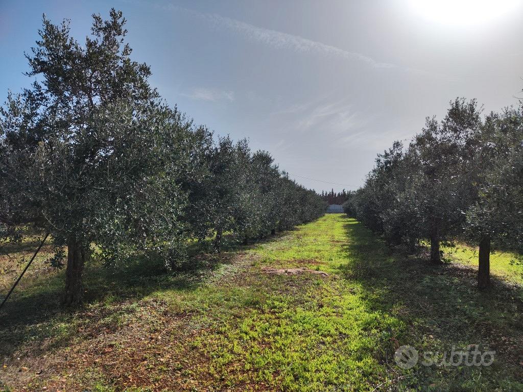 Terreno con progetto di villa con piscina - Vista 3