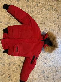Canada goose