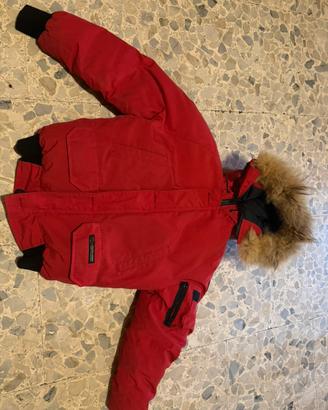 Canada goose