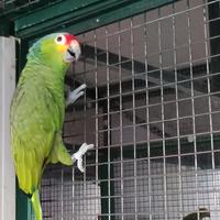 Amazzone fronte rossa maschio