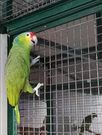 Amazzone fronte rossa maschio