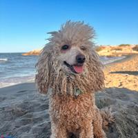 Barboncino nano con pedigree ENCI