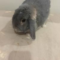 Coniglio ariete maschio