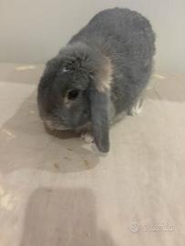 Coniglio ariete maschio