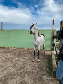 Arabian horse
