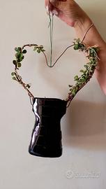 bonsai vaso riciclato 