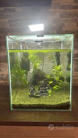 acquario