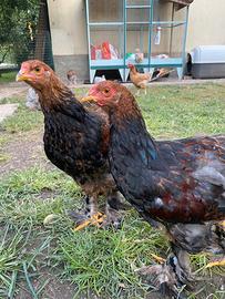 Galletti Faverolles e Brahma