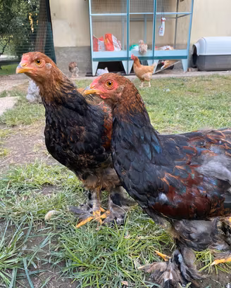 Galletti Faverolles e Brahma
